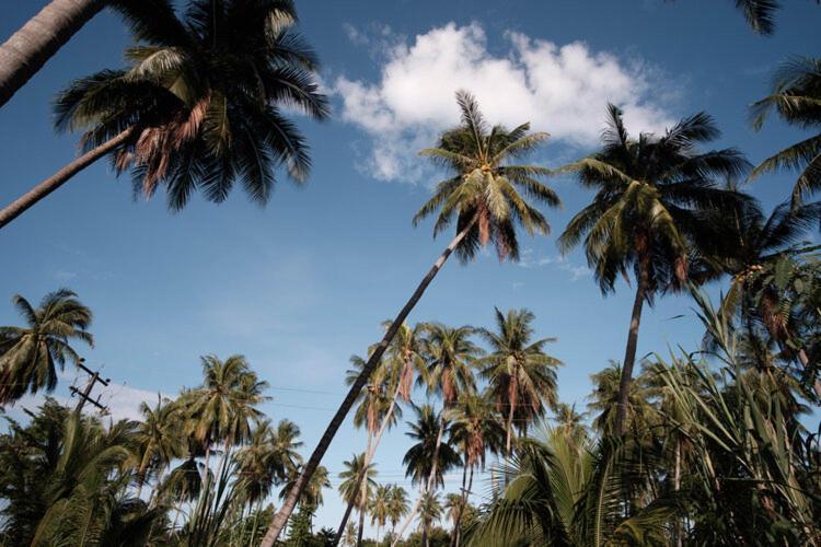 Coconut Tree Homestay Ban Wa Thon 외부 사진